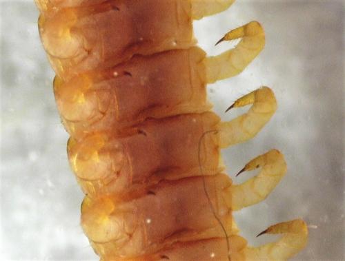 Réf. 242 412 : Geophilus easoni